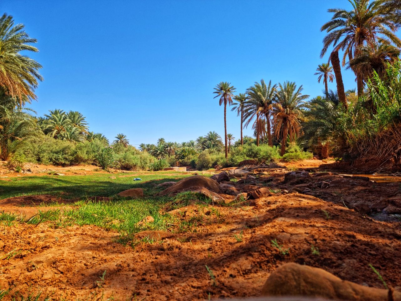 Explore the lush palm oasis under the clear blue sky in Algeria's desert.